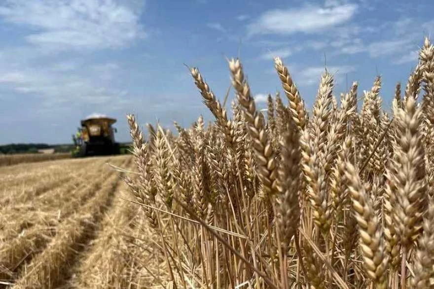 «ТАС Агро Південь» розпочало сівбу озимої пшениці під урожай 2027 року