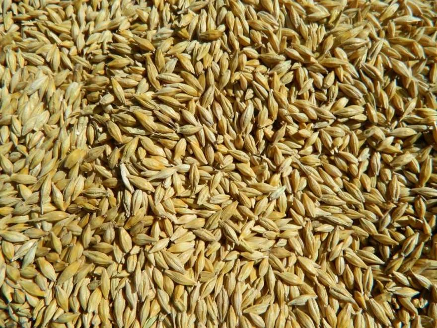 USDA очікує зростання запасів фуражного зерна в Україні до 8,63 млн тонн